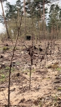 Auf dem Foto ein kleinster Teil der 10.000 Bäume, die jetzt in der Försterhofer Heide vor den Toren der Hansestadt Stralsund auf ihren Flächen gepflanzt wurden.