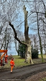 Naturdenkmal muss gefällt werden